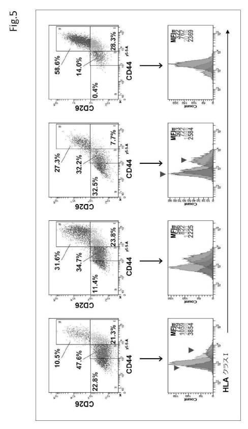 6954682-ヒト機能性角膜内皮細胞およびその応用 図000042