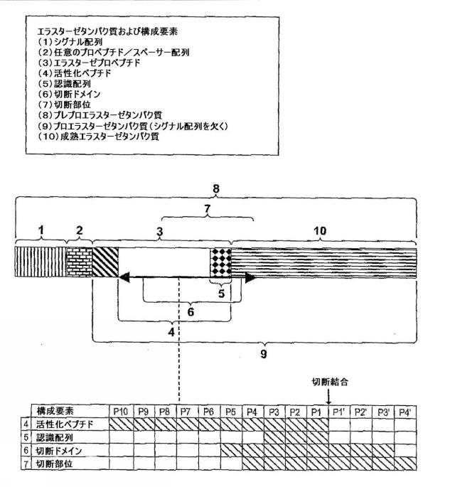 5829808-組換えエラスターゼタンパク質ならびにその製造方法および使用 図000043