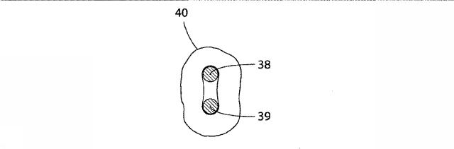 5830513-卵管内の精子の流れを制御する装置 図000043