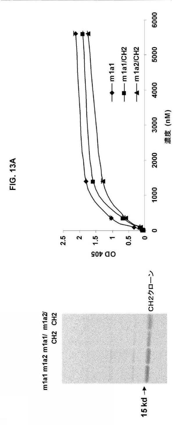 5889533-改変された抗体定常ドメイン分子 図000043