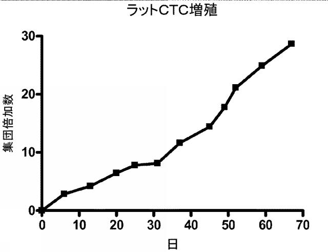 5894071-心臓組織由来細胞 図000043