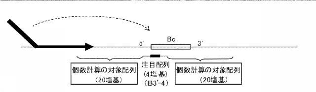 6006814-核酸増幅用プライマーの設計方法、核酸増幅用プライマーの製造方法、核酸増幅用プライマー、プライマーセット、および核酸の増幅方法 図000043