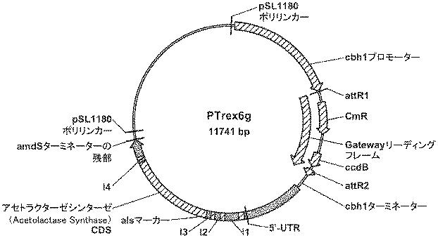 6290626-糖化プロセスにおける粘度を低下させる方法 図000043
