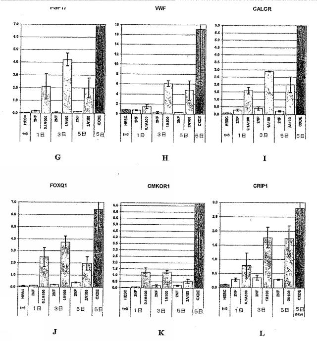 6595041-ＰＤＸ１発現背側及び腹側前腸内胚葉 図000043