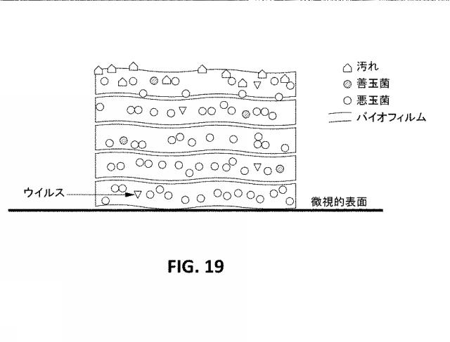 6790104-プロバイオティック組成物及びその使用 図000043