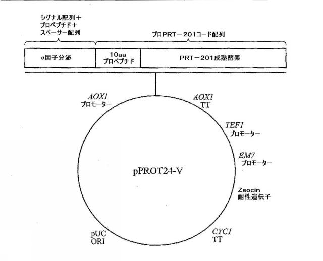 5829808-組換えエラスターゼタンパク質ならびにその製造方法および使用 図000044