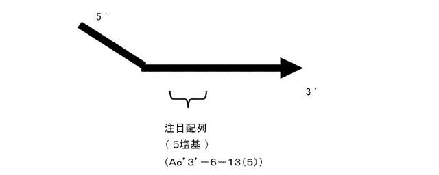 6006814-核酸増幅用プライマーの設計方法、核酸増幅用プライマーの製造方法、核酸増幅用プライマー、プライマーセット、および核酸の増幅方法 図000044