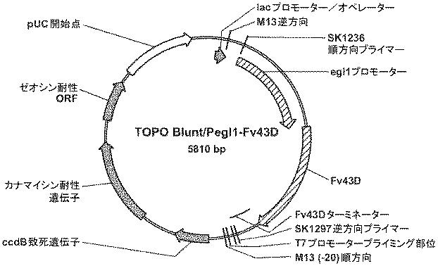 6290626-糖化プロセスにおける粘度を低下させる方法 図000045