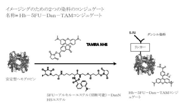 6392855-がん治療および診断イメージングのための修飾ヘモグロビンベース系治療剤を含む医薬組成物 図000045
