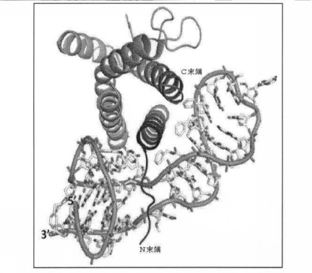 6591392-ＩＬ−６に結合するアプタマー及びＩＬ−６介在性状態の治療または診断におけるそれらの使用 図000045