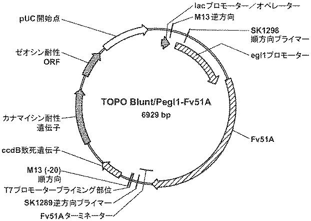 6290626-糖化プロセスにおける粘度を低下させる方法 図000046