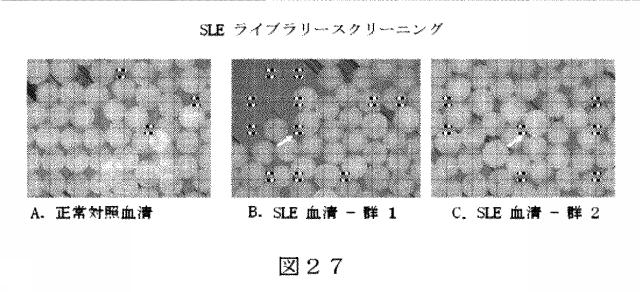 6412798-リガンドライブラリーを用いた診断および処置方法 図000046