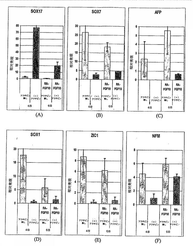 6595041-ＰＤＸ１発現背側及び腹側前腸内胚葉 図000046