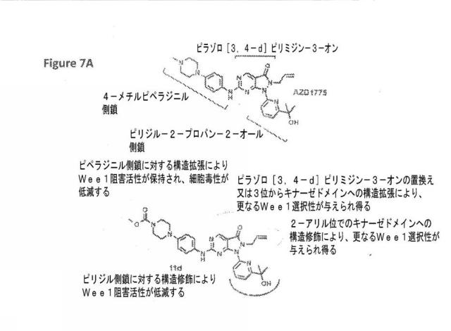 6692423-Ｗｅｅ１キナーゼ阻害剤、並びにそれを作製及び使用する方法 図000046