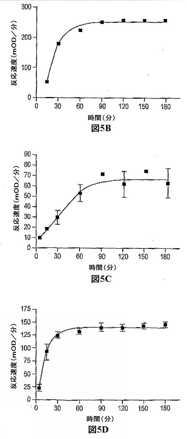 5829808-組換えエラスターゼタンパク質ならびにその製造方法および使用 図000047