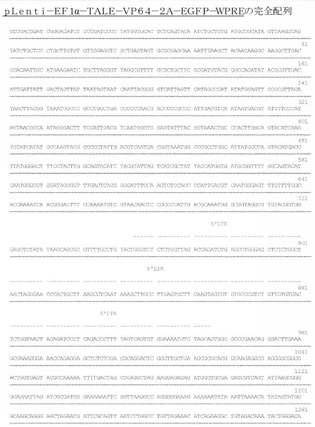 6259766-フラタキシンレベルを増加させる方法および生成物ならびにその使用 図000047