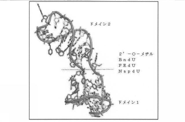 6591392-ＩＬ−６に結合するアプタマー及びＩＬ−６介在性状態の治療または診断におけるそれらの使用 図000047