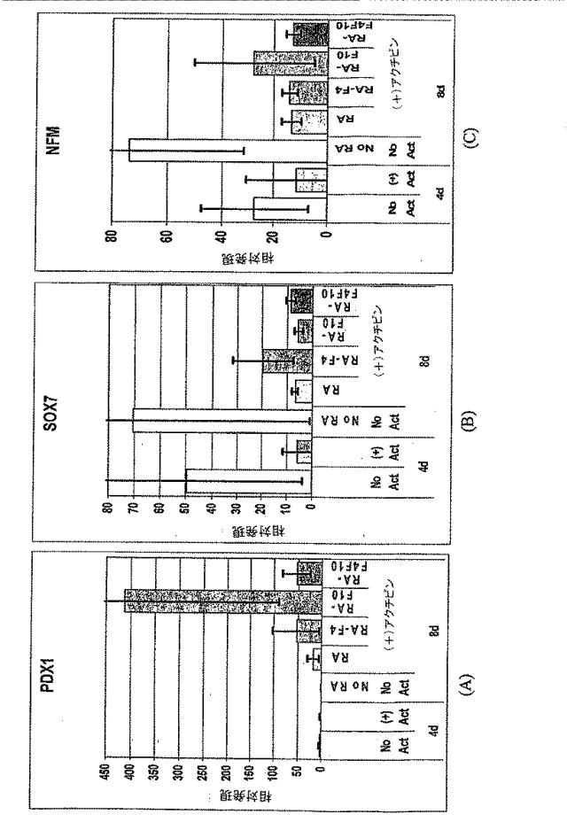 6595041-ＰＤＸ１発現背側及び腹側前腸内胚葉 図000047