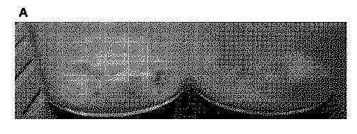 5819303-安定化された液体および凍結乾燥ＡＤＡＭＴＳ１３製剤 図000048