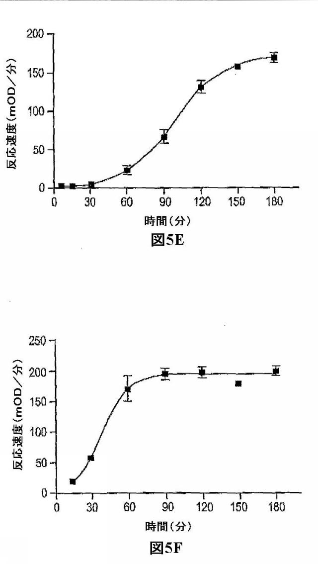 5829808-組換えエラスターゼタンパク質ならびにその製造方法および使用 図000048