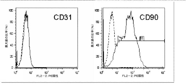 5894071-心臓組織由来細胞 図000048