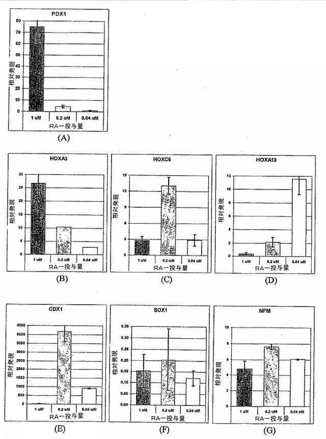 6595041-ＰＤＸ１発現背側及び腹側前腸内胚葉 図000048