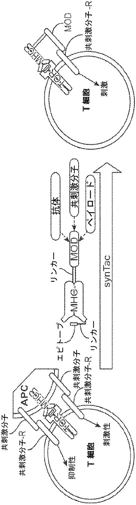 6652680-ｓｙｎＴａｃポリペプチド及びその使用 図000048