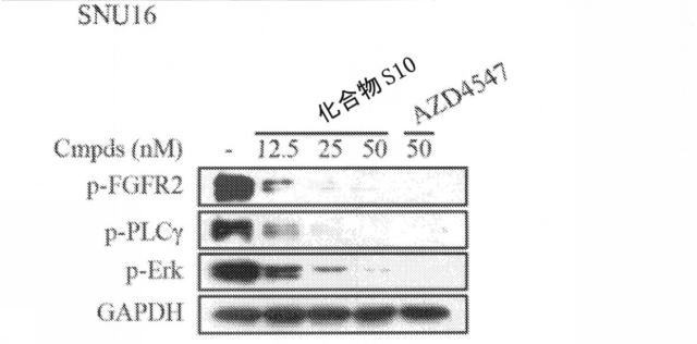 6666458-置換のアミノ６員窒素含有複素環式化合物およびその製造と使用 図000048