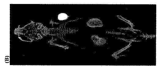 5789821-タンパク質、ペプチドおよび他の分子の改善されたＦ−１８標識化のための方法および組成物 図000049