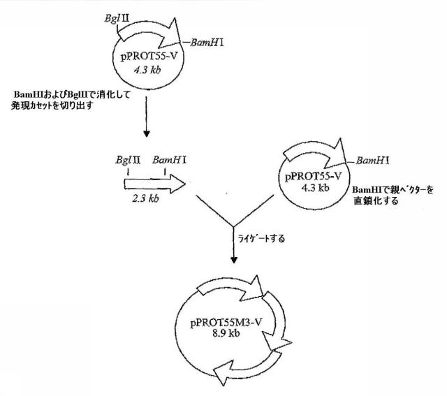 5829808-組換えエラスターゼタンパク質ならびにその製造方法および使用 図000049