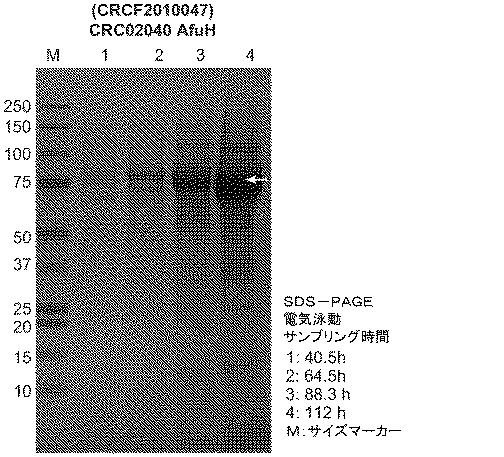 6499081-アスペルギルス・フミガタス（Ａｓｐｅｒｇｉｌｌｕｓｆｕｍｉｇａｔｕｓ）由来のグルコアミラーゼを発現するトリコデルマ・レーシ（Ｔｒｉｃｈｏｄｅｒｍａｒｅｅｓｅｉ）宿主細胞、及びその使用方法 図000049