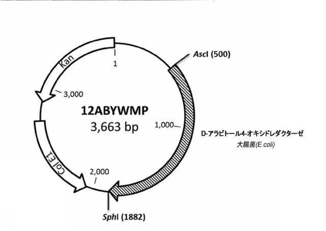 6537534-組換え株によるグルコースからのキシリトールの生産 図000049