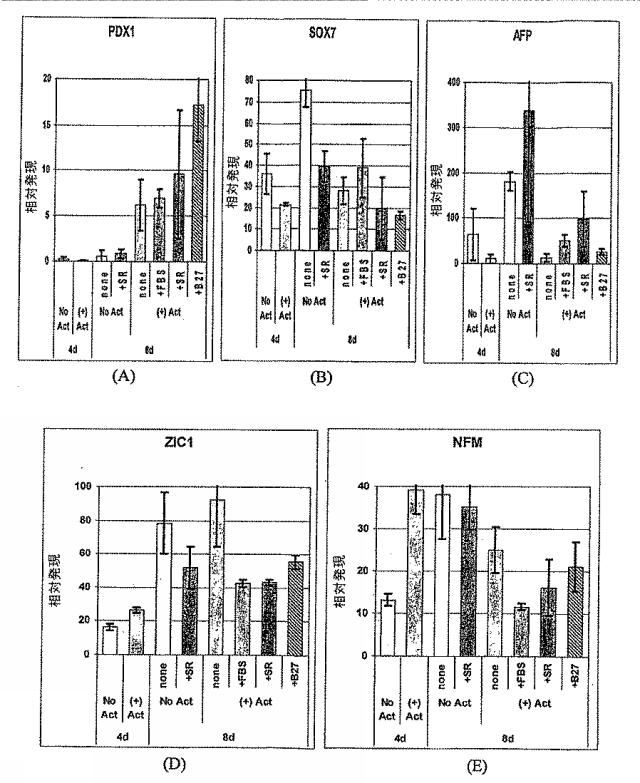 6595041-ＰＤＸ１発現背側及び腹側前腸内胚葉 図000049