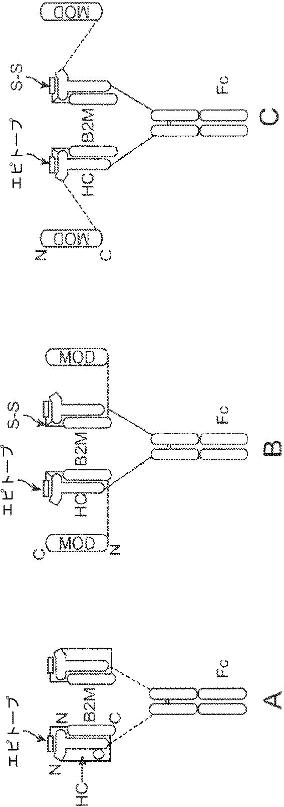 6652680-ｓｙｎＴａｃポリペプチド及びその使用 図000049