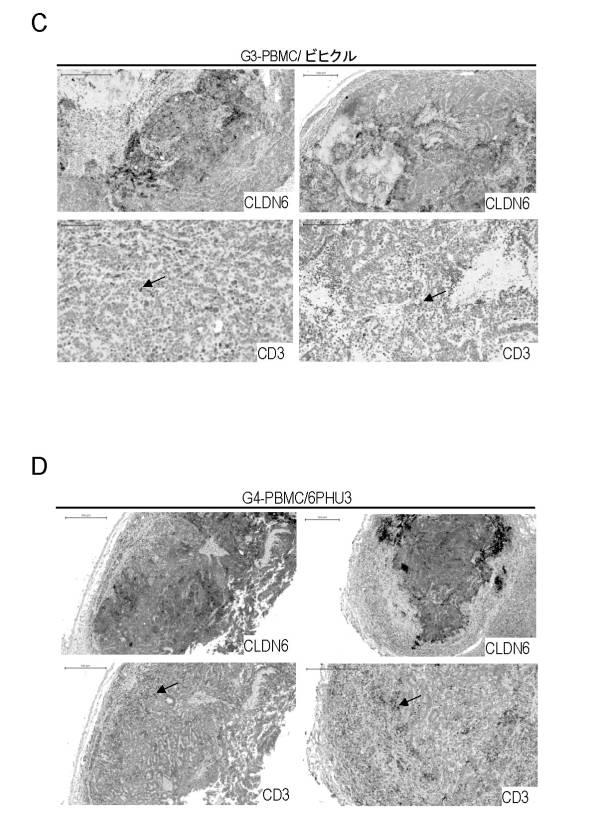 6799101-クローディンを発現するガン疾患を処置するための剤 図000049