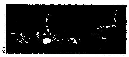 5789821-タンパク質、ペプチドおよび他の分子の改善されたＦ−１８標識化のための方法および組成物 図000050