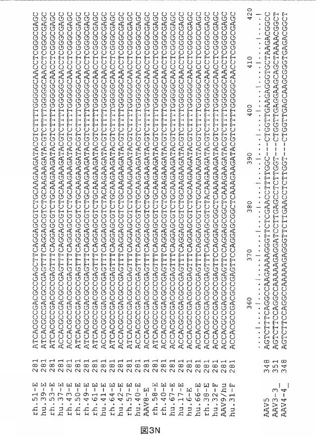 5797397-アデノ随伴ウイルス（ＡＡＶ）の同源系統群（クレイド）、配列、それらを含有するベクターおよびそれらの用途 図000050