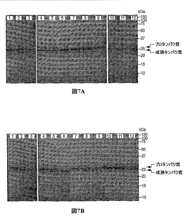 5829808-組換えエラスターゼタンパク質ならびにその製造方法および使用 図000050