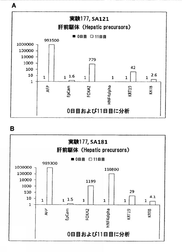 6025715-多能性幹細胞の肝細胞への分化を向上する三次元スキャホールド 図000050