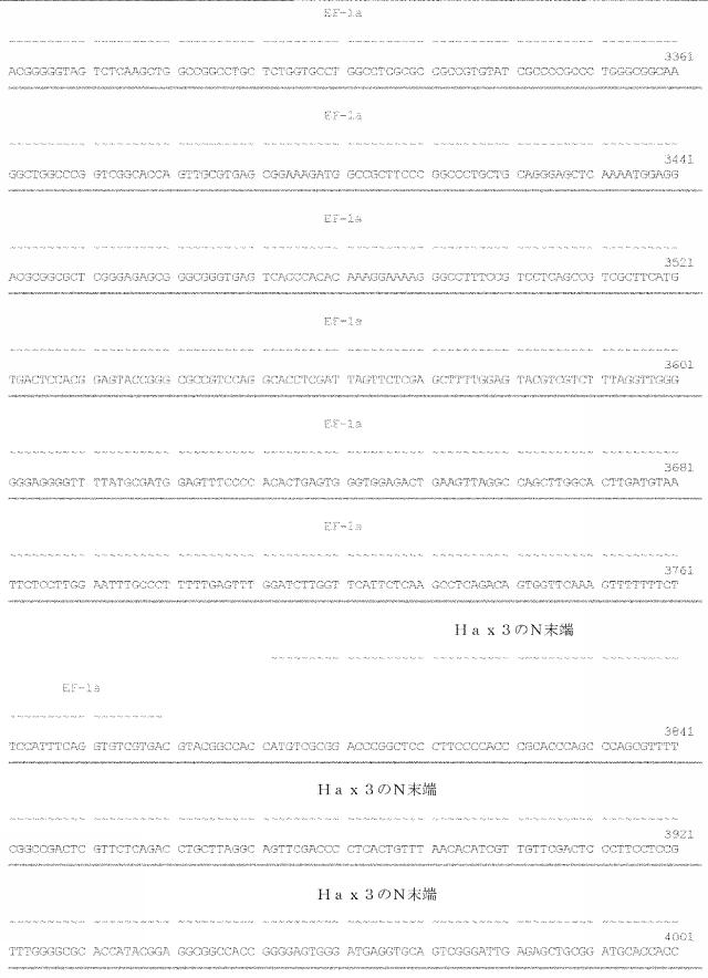 6259766-フラタキシンレベルを増加させる方法および生成物ならびにその使用 図000050