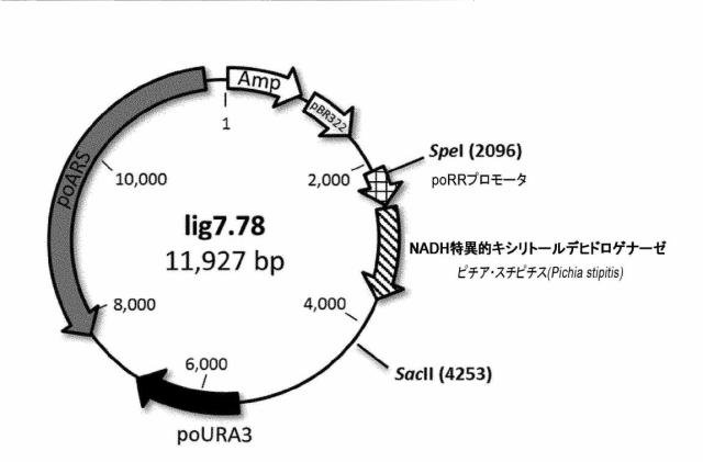 6537534-組換え株によるグルコースからのキシリトールの生産 図000050