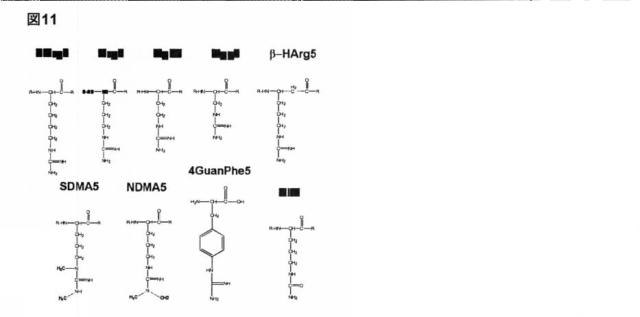 6588890-構築されたポリペプチド特異性のモジュレーション 図000050
