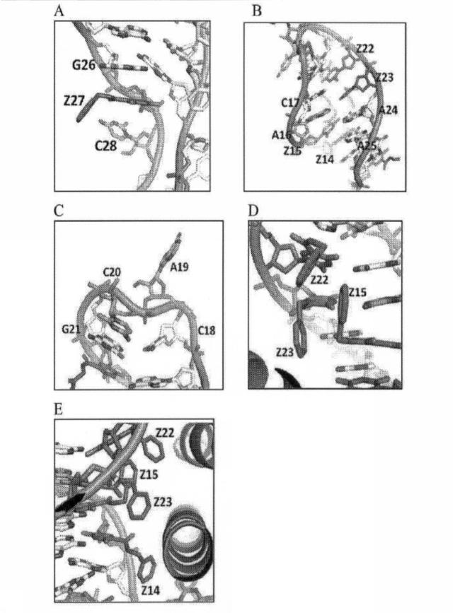 6591392-ＩＬ−６に結合するアプタマー及びＩＬ−６介在性状態の治療または診断におけるそれらの使用 図000050