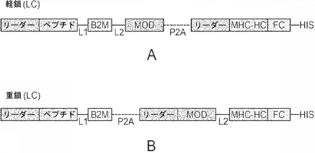 6652680-ｓｙｎＴａｃポリペプチド及びその使用 図000050