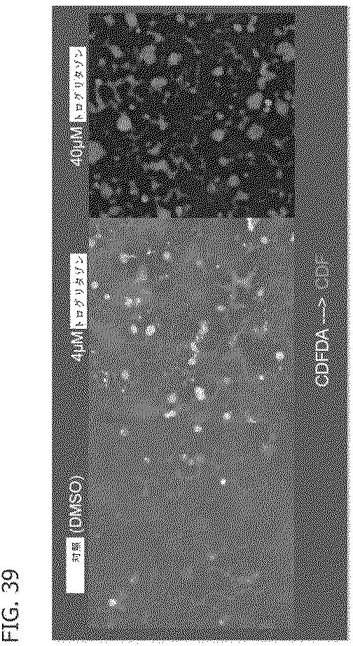 6684706-腫瘍微細環境のための試験管内モデル 図000050