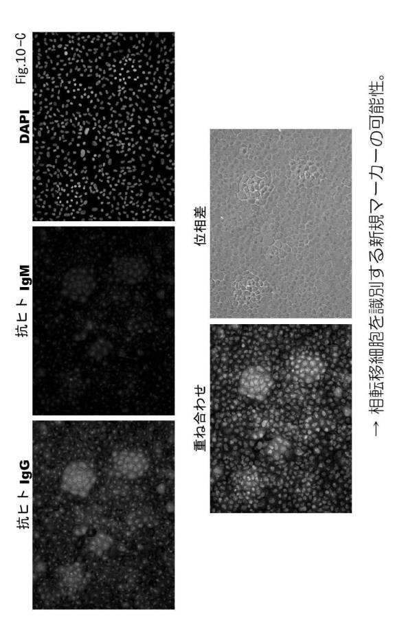 6954682-ヒト機能性角膜内皮細胞およびその応用 図000050