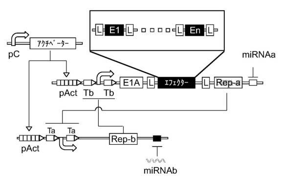 6961788-プログラム可能な腫瘍溶解性ウイルスワクチン系及びその適用 図000050