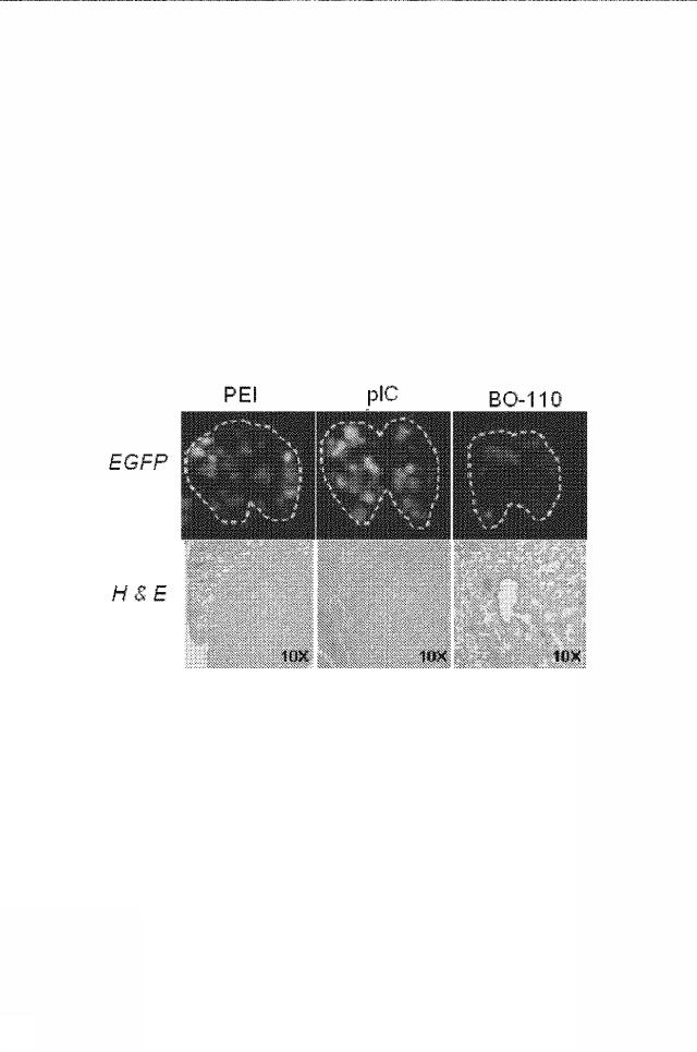 6222749-医薬組成物及びその使用 図000051