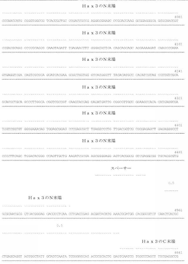 6259766-フラタキシンレベルを増加させる方法および生成物ならびにその使用 図000051