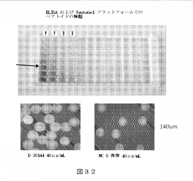 6412798-リガンドライブラリーを用いた診断および処置方法 図000051